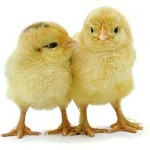 chicks_suck