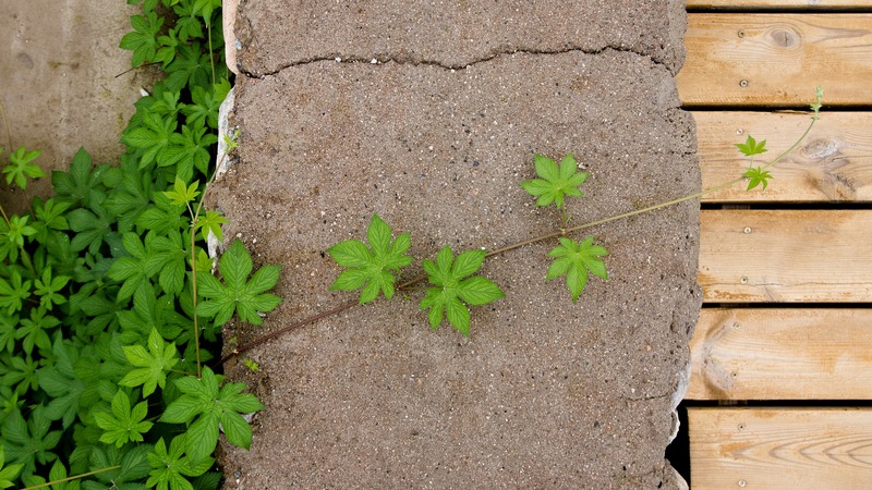 https://pixabay.com/photos/struggle-efforts-plant-stones-road-3669669/